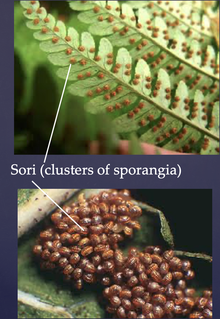 <p>A type of vascular seedless plant</p><p>Starts as a curly brown thing(?) called a <strong>frond</strong></p><p>Made of leaves called <strong>blades</strong>, a stem called <strong>rhizome</strong>, and <strong>roots</strong> </p><p>Has sori on blades </p>