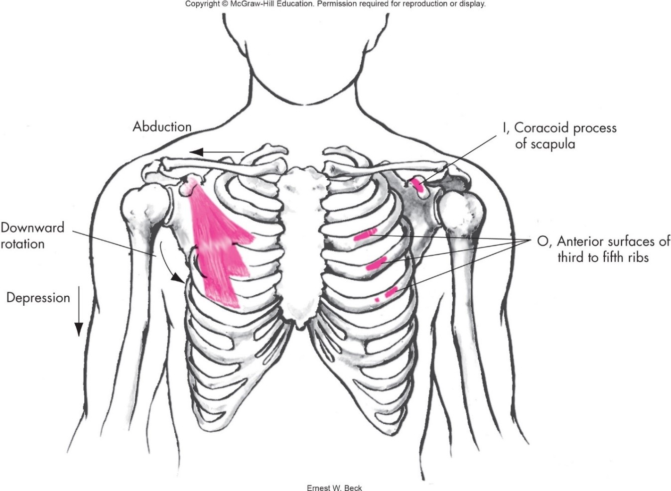 <p>Pectoralis minor muscle action</p>