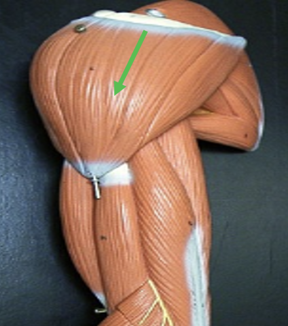 <p>Identify the muscle indicated by the pointer.</p>