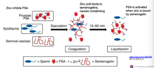 <p>Zinc in prostatic fluid inhibits PSA, preventing cleavage of semenogelin - this allows semenogelin to cross link and causes semen coagulation</p><p>Later, zinc binds to semenogelin instead, freeing PSA to cleabe semenogelin for liquefaction</p>