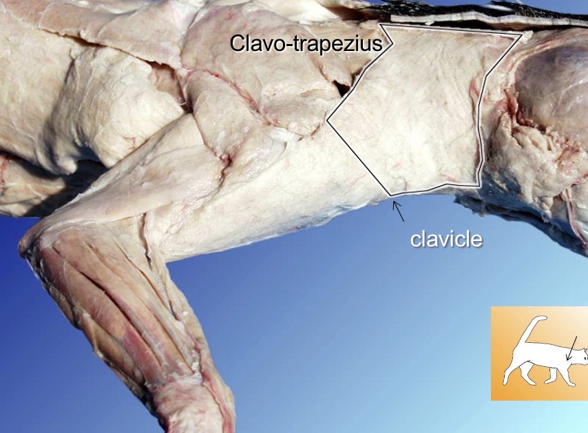 <p>clavo-trapezius</p><p>action: flexes neck laterally or elevates clavicle</p>