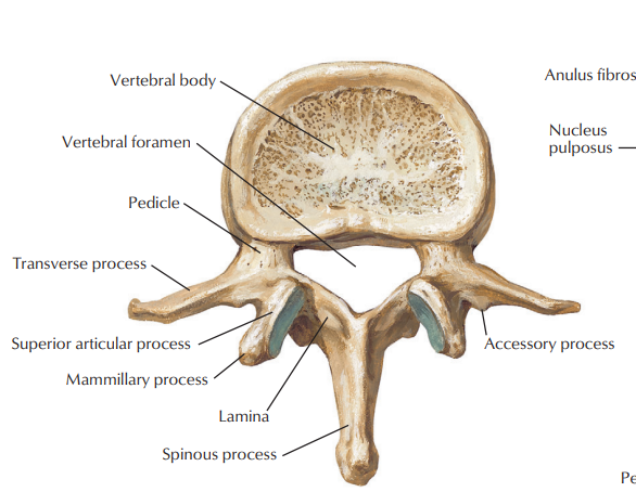 <p>which vertebra</p>