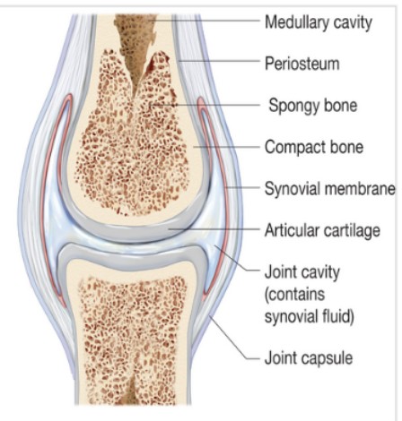 <ul><li><p>Joint capsule</p><ul><li><p>Fibrous capsule surrounding fluid filled cavity</p></li></ul></li><li><p>Synovial membrane</p><ul><li><p>Secretes a lubricative fluid into cavity</p></li></ul></li><li><p>Joint cavity</p><ul><li><p>Filled with synovial fluid</p></li></ul></li><li><p>Articular cartilage</p><ul><li><p>Hyaline cartilage covering the ends of long bones </p></li></ul></li></ul><p></p>