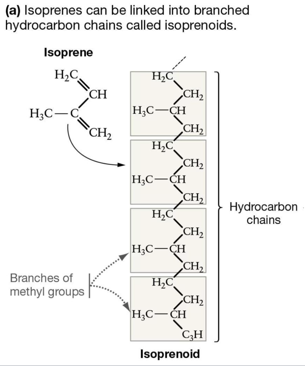 <p>composed of carbon &amp; hydrogen </p>
