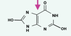 <p>name this structure</p>