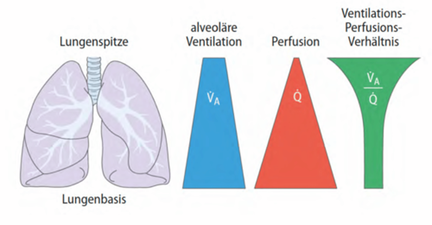 <p>-Die alveoläre Ventilation ist grösser an der Lungenbasis</p><p>-Die Perfusion (=Durchblutung) ist Aufgrund der Schwerkraft grösser an der Lungenbasis</p><p>-Das Verhältnis nimmt zur Basis ab</p>