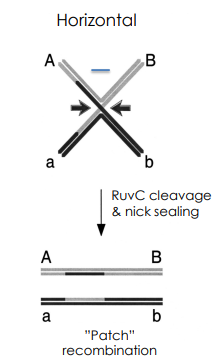 <p>RuvC-Mediated Horizontal Strand Cleavage </p>