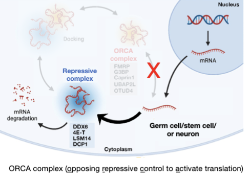 <ul><li><p>P bodies and stress granules are distinct RNA granules formed under stress</p></li><li><p>Under normal conditions in vivo proteins associated with P bodies and stress granules may promote translation repression or activation</p></li><li><p>FMRP’s de-repression activity enables the genome to encode very long transcripts</p></li><li><p>analogous to transcription control by mutually antagnozing DNA-associated (e.g. polycomb vs. thrithorax)</p></li></ul><p></p>