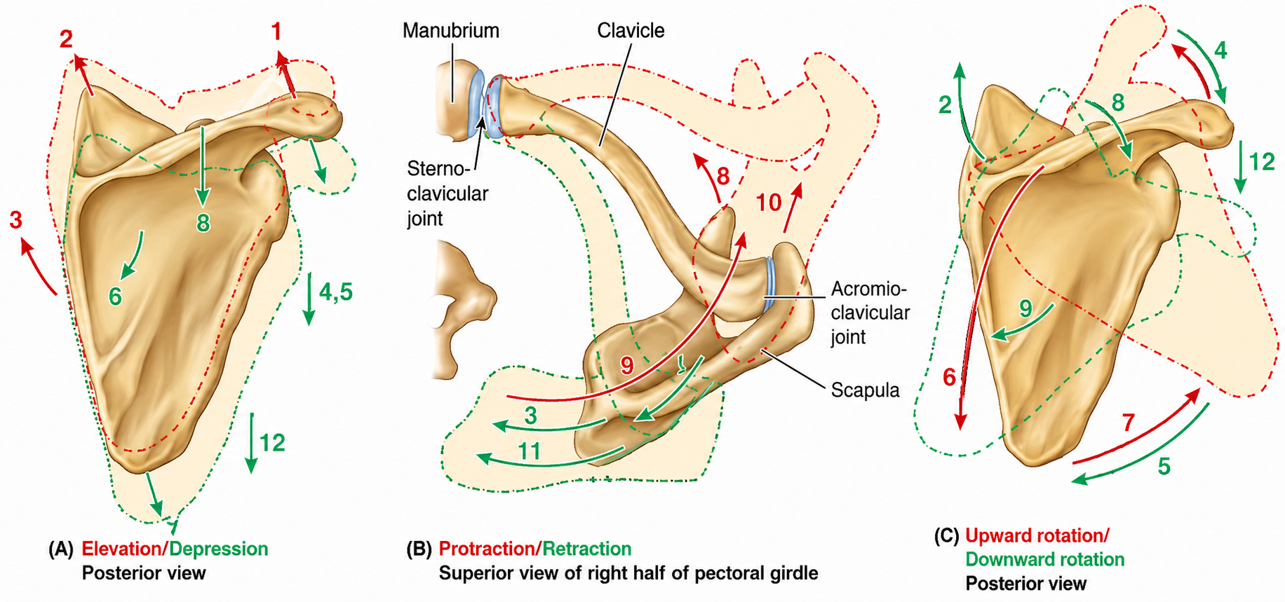 <p>Elevation/Depression<br>Protraction/Retraction</p><p>Upward rotation/downward rotation</p>
