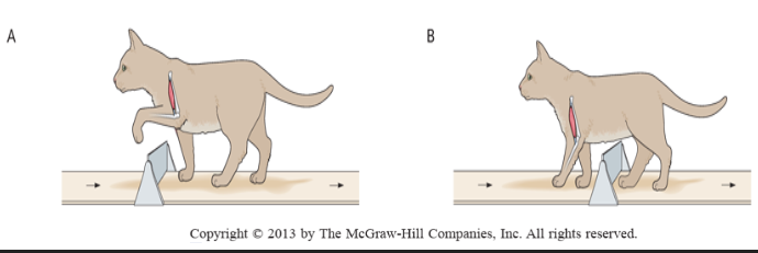 <p>sensory receptors in skin influence walking by detecting obstacles -> adjust stepping to avoid </p><p>excitation of flexor motor neurons &amp; inhibit extensor motor neurons</p><p>rapid flexion of paw away from stimulus &amp; elevation of leg to step over object</p><p>Corrective flexion only produced if paw is stim during swing phase (if in stance phase animal may fall over cuz its being supported by the limb)</p>
