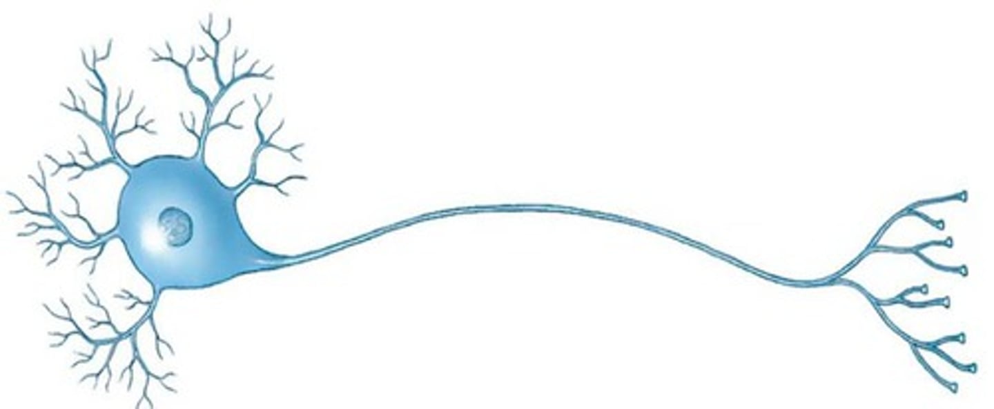 <p>structure of most motor neurons and interneurons</p>