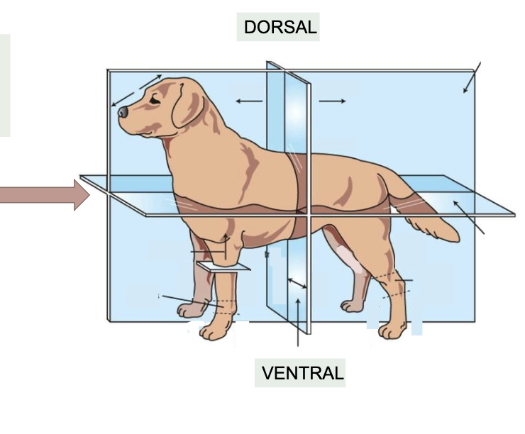 <p>Separates dorsal (top) from ventral (bottom)</p>