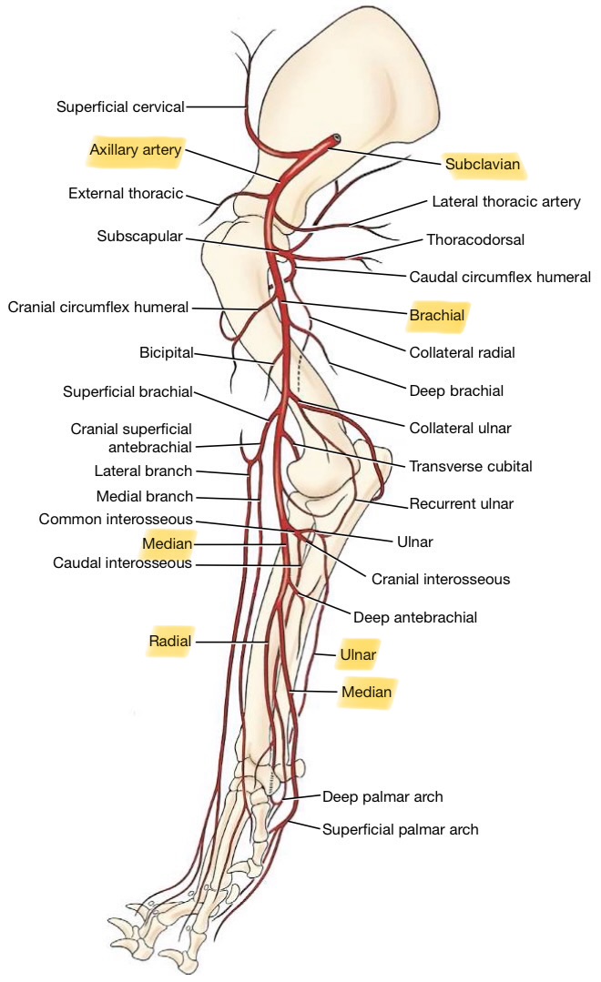 <ul><li><p>aorta</p></li><li><p>subclavian</p></li><li><p>axillary</p><ul><li><p>gives off 4 branches (don’t need to know)</p></li></ul></li><li><p>brachial</p></li><li><p>median</p><ul><li><p>ulnar</p></li><li><p>radial</p></li></ul></li></ul><p></p>