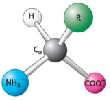 <p>Which configuration does this isomer have?</p>