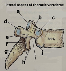 <p>label (g-j) lateral aspect of thoracic vertebra</p>