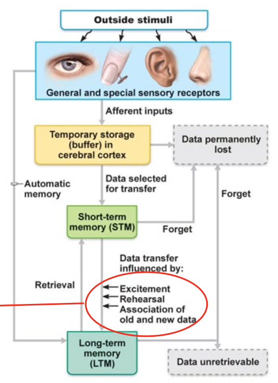 <p>Outside Stimuli</p><p>→ General and special sensory receptors</p><ul><li><p>→ Temporary storage</p><ul><li><p>→ (Data Permanently Lost)</p></li><li><p>→ <u>Short-Term Memory (STM)</u></p><ul><li><p>→ Excitement, Rehearsal, Association of old and new data</p><ul><li><p>→ <u>Long-Term Memory (LTM)</u></p></li></ul></li></ul></li></ul></li></ul><p>Consolidation = process of stabilizing and transforming short-term memories into long-term memories</p><ul><li><p>Done through:</p><ul><li><p>Excitement</p></li><li><p>Rehearsal</p></li><li><p>Association of old and new data</p></li></ul></li></ul><p></p>