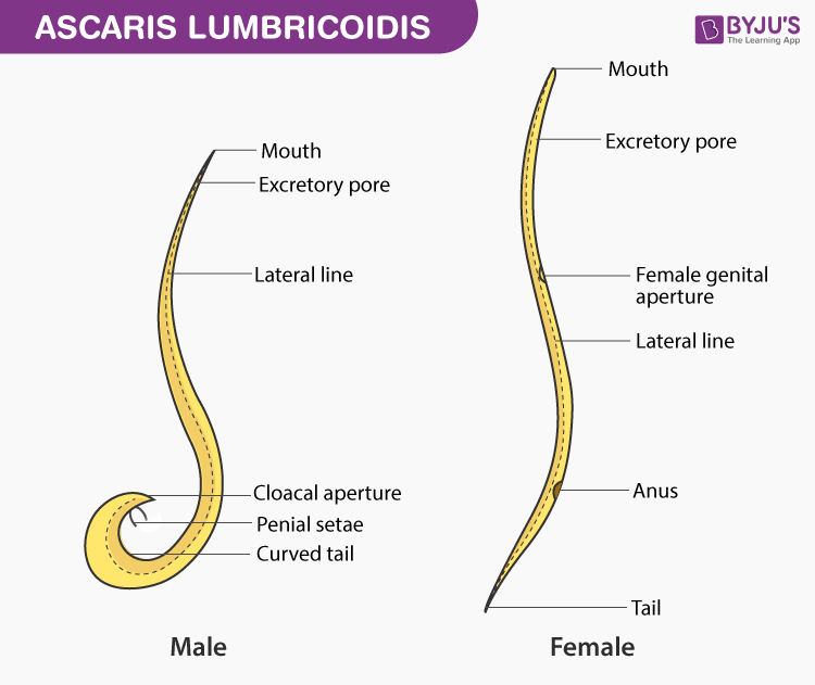 <ul><li><p>Sexual dimorphism, females are larger </p></li></ul><p></p>