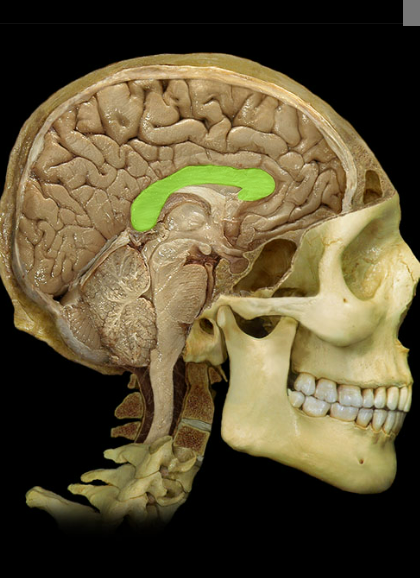 <p><span>Corpus callosum</span></p>