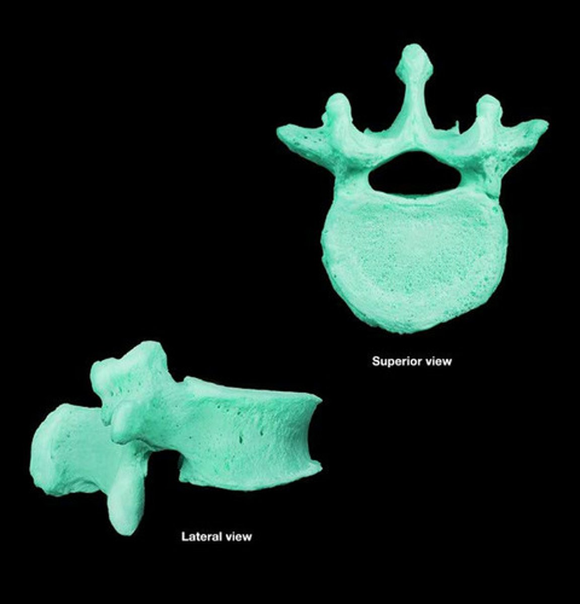 <p>5 (L1-L5)</p>