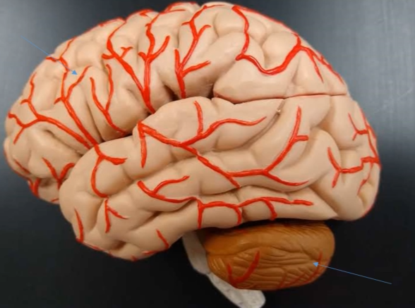 <p>What is the little brain that is a brown color called?</p>