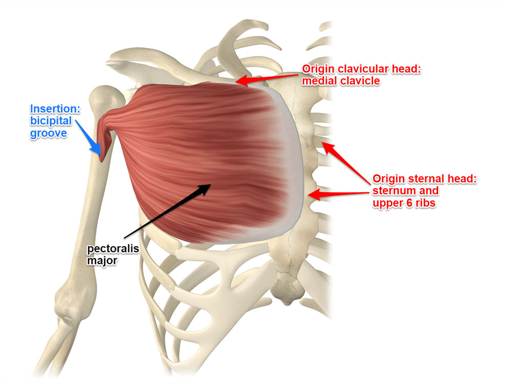 <ul><li><p><strong>origin: </strong>medial half of clavicle, sternum, ribs 1-6.</p></li><li><p><strong>insertion: </strong>intertubercular groove of humerus— lateral lip</p></li><li><p><strong>main actions: </strong>ADduction, flexion, medial rotation</p></li><li><p><strong>innervation: </strong>medial and lateral <u>pectoral</u> nerve</p></li></ul><p></p>