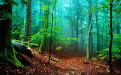 <p>лес</p>