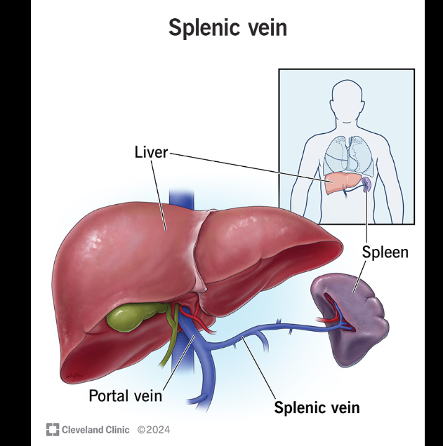 <p>The portal system drains <strong>nutrient-rich blood</strong> from the bowel and spleen into the liver.</p>