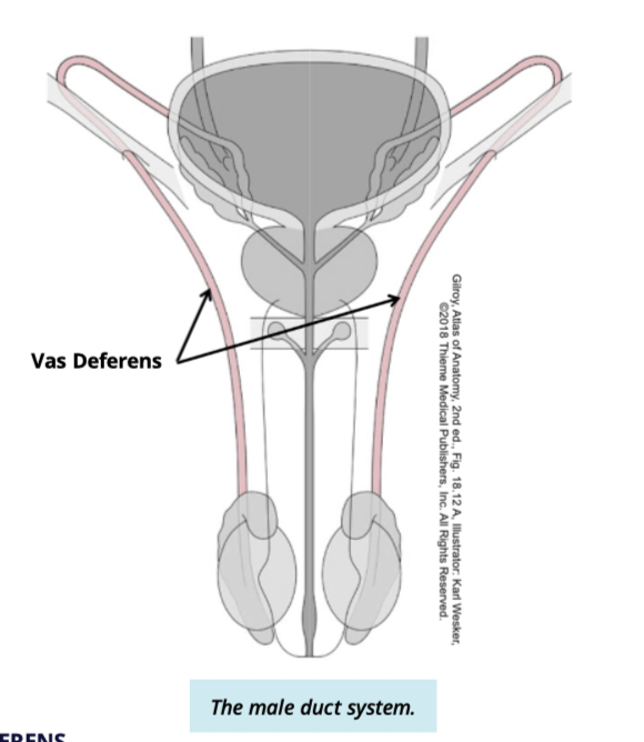 <ul><li><p>stores + transports sperm from the epididymis to the urethra </p></li></ul><p></p>