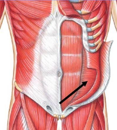 <p>Function of transversus abdominis</p>