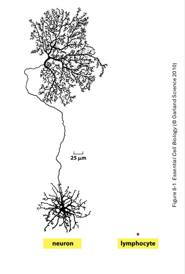 <p>DNA may not be accessed in the same way (ex: certain genes that encode for specific proteins are different for each cell) </p>