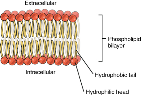 <p>The water-repelling tails of phospholipids.</p>