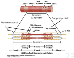 <p>Skeletal muscle system</p>