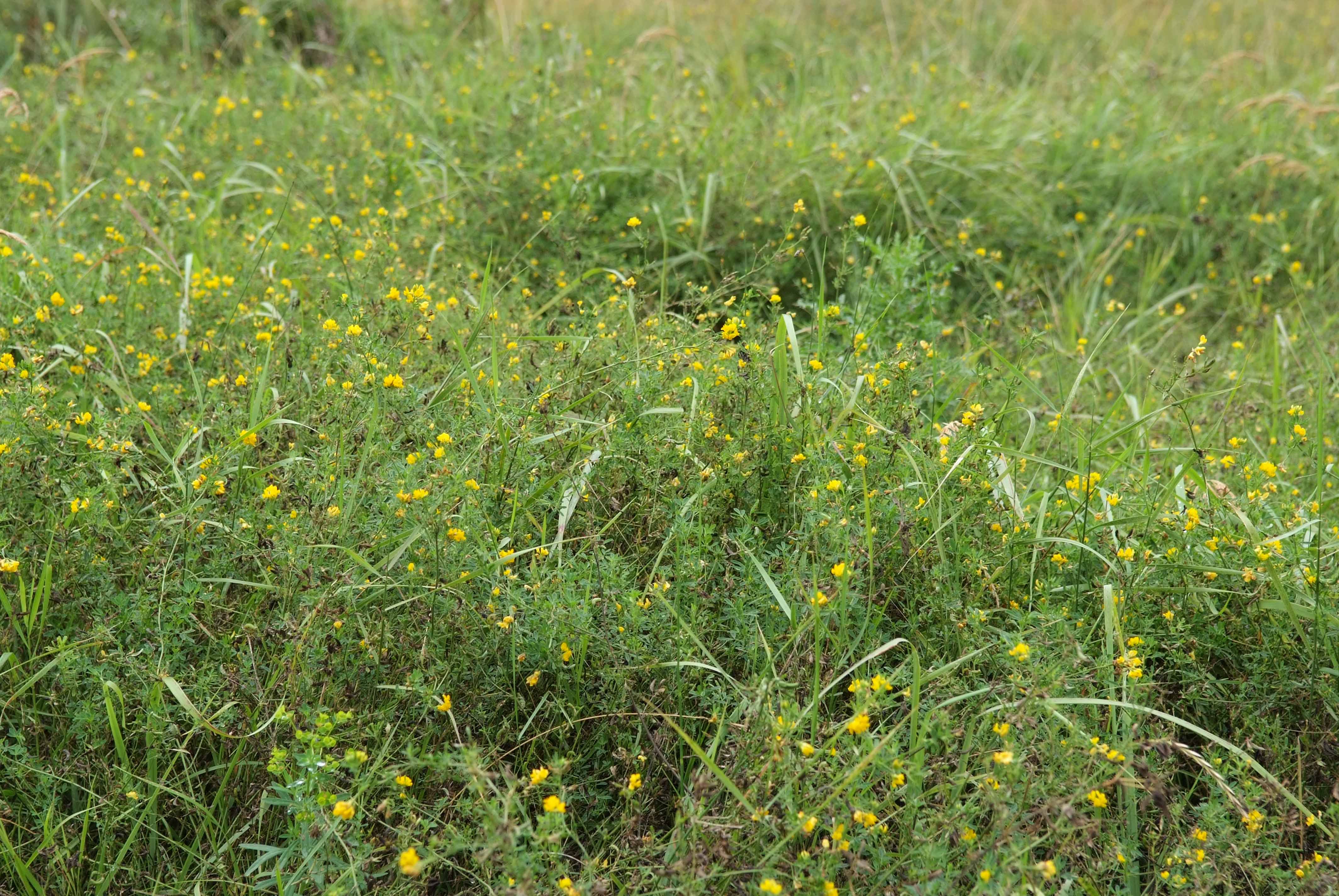 <p><span style="background-color: rgba(0, 0, 0, 0); line-height: 27px;">Klasa <strong>TRIFOLIO-GERANIETEA </strong></span>związek <strong>Ciepłolubne okrajki</strong></p>