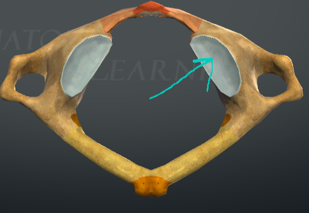 <p>faces articularis inferior </p>