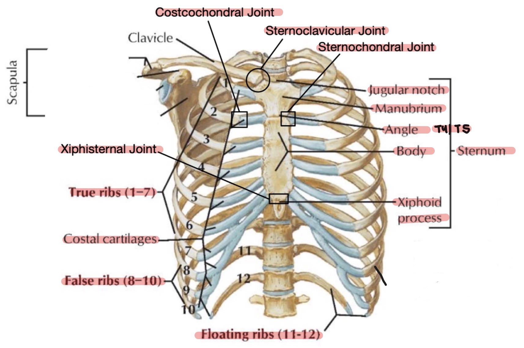 knowt flashcard image