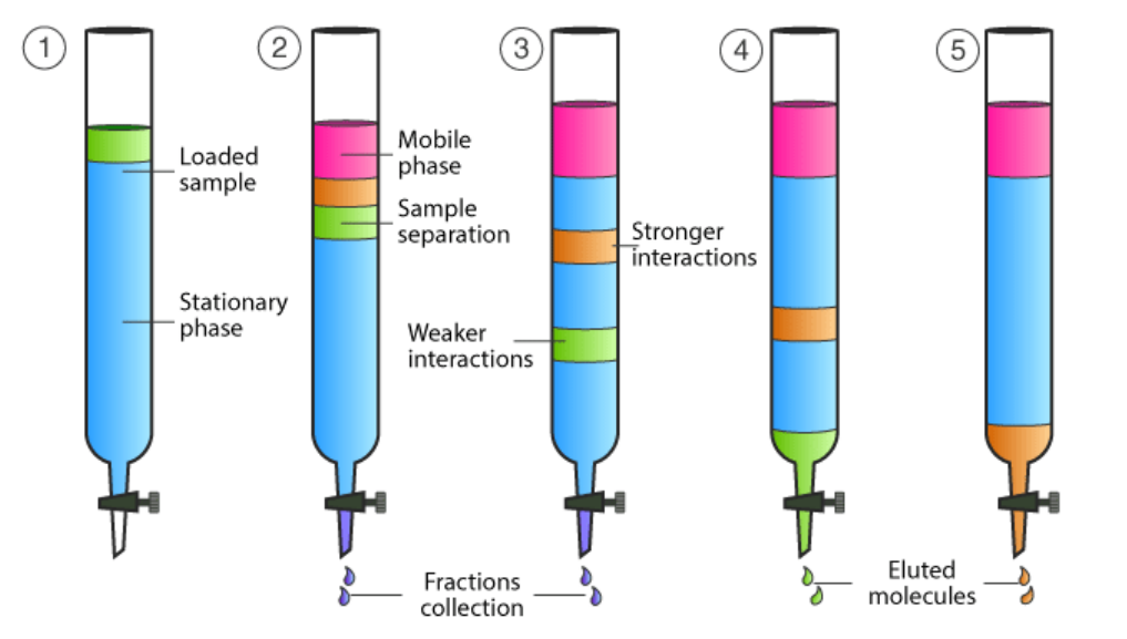 Chromatography experiment which allows for not only separation of different molecules in a sample, but also the collection of each output by having the stationary phase inside of a column, then the sample, then the mobile phase on top so that the sample travels through the stationary phase and gets separated by it, but then at the end is dispensed out of the column and can be retrieved using a beaker.