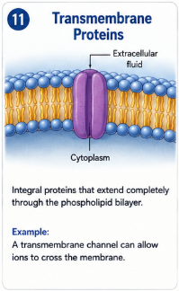 Integral proteins that extend completely through the phospholipid bilayer. Example: A transmembrane channel can allow ions to cross the membrane.