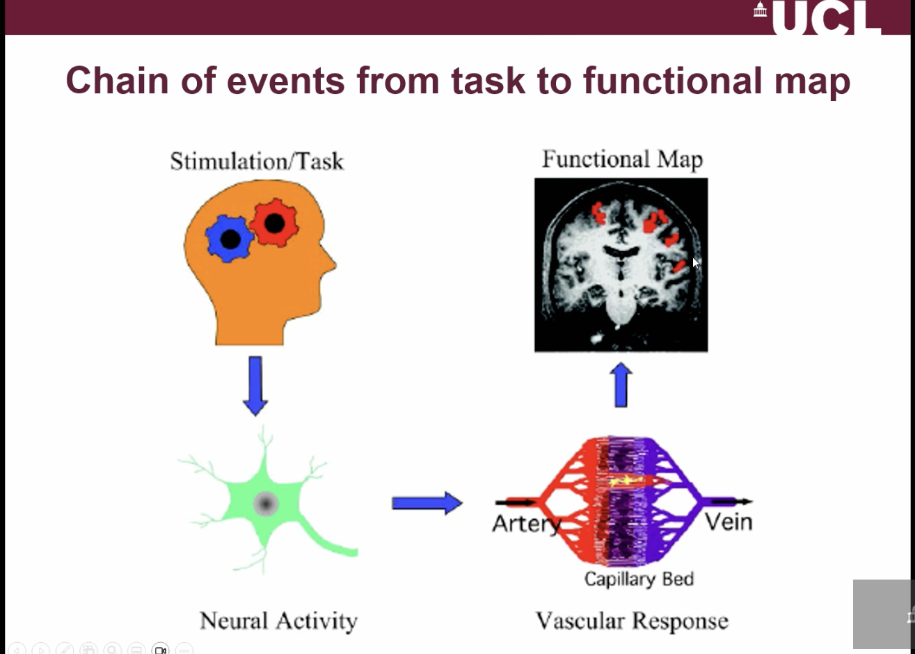 <ul><li><p>A task or stimulus → triggers <strong>neuronal activity</strong></p></li><li><p>Neurons signal nearby blood vessels (<strong>neurovascular coupling</strong>)</p></li><li><p>This causes changes in <strong>blood flow, volume, and oxygenation</strong></p></li><li><p>These changes alter <strong>deoxyhaemoglobin levels</strong>, producing the MRI (BOLD) signal</p></li><li><p>Result → <strong>functional brain maps</strong> showing active regions</p></li></ul><p></p>