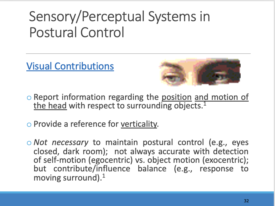 <p>_______</p><p><span>Vision is not necessary (can close eyes and not fall) but its very important to understand where you are etc.</span></p>