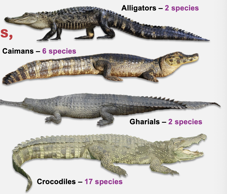 <ul><li><p><span style="background-color: inherit; line-height: 19.55px; color: windowtext;">crocodiles, alligators, caimans, gharials</span><span style="line-height: 19.55px; color: windowtext;">&nbsp;</span></p></li></ul><ul><li><p class="Paragraph SCXO24450277 BCX4" style="text-align: left;"><span style="background-color: inherit; line-height: 19.55px; color: windowtext;">27 living species</span><span style="line-height: 19.55px; color: windowtext;">&nbsp;</span></p></li><li><p class="Paragraph SCXO24450277 BCX4" style="text-align: left;"><span style="background-color: inherit; line-height: 19.55px; color: windowtext;">Large</span><span style="line-height: 19.55px; color: windowtext;">&nbsp;</span></p><ul><li><p class="Paragraph SCXO255406793 BCX4" style="text-align: left;"><span style="background-color: inherit; line-height: 19.55px; color: windowtext;">Living are relatively large bodies</span><span style="line-height: 19.55px; color: windowtext;">&nbsp;</span></p></li><li><p class="Paragraph SCXO255406793 BCX4" style="text-align: left;"><span style="background-color: inherit; line-height: 19.55px; color: windowtext;">Small species are around 6 ft (50 pounds)</span><span style="line-height: 19.55px; color: windowtext;">&nbsp;</span></p></li><li><p class="Paragraph SCXO255406793 BCX4" style="text-align: left;"><span style="background-color: inherit; line-height: 19.55px; color: windowtext;">Saltwater crocodile is around 21 ft (4000 pounds)</span><span style="line-height: 19.55px; color: windowtext;">&nbsp;</span></p></li></ul></li><li><p class="Paragraph SCXO255406793 BCX4" style="text-align: left;"><span style="background-color: inherit; line-height: 19.55px; color: windowtext;">Semiaquatic</span><span style="line-height: 19.55px; color: windowtext;">&nbsp;</span></p><ul><li><p class="Paragraph SCXO255406793 BCX4" style="text-align: left;"><span style="background-color: inherit; line-height: 19.55px; color: windowtext;">Specialised for aquatic lifestyle</span><span style="line-height: 19.55px; color: windowtext;">&nbsp;</span></p></li><li><p class="Paragraph SCXO255406793 BCX4" style="text-align: left;"><span style="background-color: inherit; line-height: 19.55px; color: windowtext;">Flattened, oarlike tail for sculling</span><span style="line-height: 19.55px; color: windowtext;">&nbsp;</span></p></li><li><p class="Paragraph SCXO255406793 BCX4" style="text-align: left;"><span style="background-color: inherit; line-height: 19.55px; color: windowtext;">Webbed feet for swimming</span><span style="line-height: 19.55px; color: windowtext;">&nbsp;</span></p></li><li><p class="Paragraph SCXO255406793 BCX4" style="text-align: left;"><span style="background-color: inherit; line-height: 19.55px; color: windowtext;">Massive bones act like a diver's weight belt, helping them sink</span><span style="line-height: 19.55px; color: windowtext;">&nbsp;</span></p></li><li><p class="Paragraph SCXO255406793 BCX4" style="text-align: left;"><span style="background-color: inherit; line-height: 19.55px; color: windowtext;">Eyes, nostrils sit atop head, lets crocodiles breathe and look for prey while the body is submerged</span><span style="line-height: 19.55px; color: windowtext;">&nbsp;</span></p></li><li><p class="Paragraph SCXO255406793 BCX4" style="text-align: left;"><span style="background-color: inherit; line-height: 19.55px; color: windowtext;">Dense bones, allowing them to sink</span><span style="line-height: 19.55px; color: windowtext;">&nbsp;</span></p></li></ul></li><li><p class="Paragraph SCXO255406793 BCX4" style="text-align: left;"><span style="background-color: inherit; line-height: 19.55px; color: windowtext;">Apex predators</span><span style="line-height: 19.55px; color: windowtext;">&nbsp;</span></p><ul><li><p class="Paragraph SCXO255406793 BCX4" style="text-align: left;"><span style="background-color: inherit; line-height: 19.55px; color: windowtext;">Wide range of prey (insects, crustaceans, fish, etc)</span><span style="line-height: 19.55px; color: windowtext;">&nbsp;</span></p></li><li><p class="Paragraph SCXO255406793 BCX4" style="text-align: left;"><span style="background-color: inherit; line-height: 19.55px; color: windowtext;">Large, heavily armoured and armed</span><span style="line-height: 19.55px; color: windowtext;">&nbsp;</span></p></li><li><p class="Paragraph SCXO255406793 BCX4" style="text-align: left;"><span style="background-color: inherit; line-height: 19.55px; color: windowtext;">Have few predators of their own</span><span style="line-height: 19.55px; color: windowtext;">&nbsp;</span></p></li><li><p class="Paragraph SCXO255406793 BCX4" style="text-align: left;"><span style="background-color: inherit; line-height: 19.55px; color: windowtext;">Long lifespans</span><span style="line-height: 19.55px; color: windowtext;">&nbsp;</span></p></li></ul></li><li><p class="Paragraph SCXO255406793 BCX4" style="text-align: left;"><span style="background-color: inherit; line-height: 19.55px; color: windowtext;">Cannibalism</span><span style="line-height: 19.55px; color: windowtext;">&nbsp;</span></p><ul><li><p class="Paragraph SCXO255406793 BCX4" style="text-align: left;"><span style="background-color: inherit; line-height: 19.55px; color: windowtext;">Biggest threat is another crocodilian</span><span style="line-height: 19.55px; color: windowtext;">&nbsp;</span></p></li><li><p class="Paragraph SCXO255406793 BCX4" style="text-align: left;"><span style="background-color: inherit; line-height: 19.55px; color: windowtext;">Primary cause of mortality for young is the elders</span><span style="line-height: 19.55px; color: windowtext;">&nbsp;</span></p></li><li><p class="Paragraph SCXO255406793 BCX4" style="text-align: left;"><span style="background-color: inherit; line-height: 19.55px; color: windowtext;">Cannibalism serves multiple purposes</span><span style="line-height: 19.55px; color: windowtext;">&nbsp;</span></p><ul><li><p class="Paragraph SCXO255406793 BCX4" style="text-align: left;"><span style="background-color: inherit; line-height: 19.55px; color: windowtext;">Source of protein</span><span style="line-height: 19.55px; color: windowtext;">&nbsp;</span></p></li><li><p class="Paragraph SCXO255406793 BCX4" style="text-align: left;"><span style="background-color: inherit; line-height: 19.55px; color: windowtext;">Eliminates competitors for food</span><span style="line-height: 19.55px; color: windowtext;">&nbsp;</span></p></li><li><p class="Paragraph SCXO255406793 BCX4" style="text-align: left;"><span style="background-color: inherit; line-height: 19.55px; color: windowtext;">Eliminates offspring of others from gene pool</span><span style="line-height: 19.55px; color: windowtext;">&nbsp;</span></p></li></ul></li></ul></li></ul><p></p>