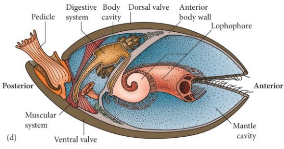 <ul><li><p>Two valves — brachial (dorsal) valve and pedicle (ventral) valve → not identical, symmetric midline</p><ul><li><p>pedicle valve usually larger</p></li><li><p>interlocking teeth and cardinal process (articulate species)</p></li></ul></li><li><p>Lophophore anchored to upper brachial valve</p></li><li><p>Pedicle for anchoring to substrate</p></li><li><p>Muscles for opening and closing (muscle scars on valves)</p></li></ul><p></p>