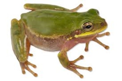 <p><span>Usually more brown, has dark spots between eyes, has no dorsal spots, has no or light lateral strips</span></p>