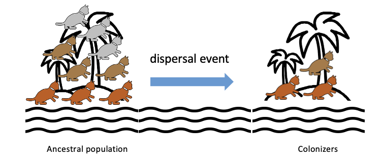 <ul><li><p>Result of a Dispersal Event (migration, colonization)</p><ul><li><p>A small portion of the population leaves and populates a different area, causing only certain alleles to be present in the new population</p></li><li><p>Genetic variation decreases</p><ul><li><p><span>Because only a <em><u>subset</u> </em>of the population is present on the new island = <em>lower </em>genetic variation compared to ancestral population</span></p></li><li><p><span>No grey individuals, hence lower than the ancestral that did include the grey.</span></p></li></ul></li></ul></li></ul><p></p>