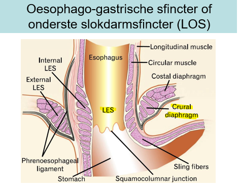 <p><span>Compnennten van de hoge drukzone</span></p><p style="text-align: left;"><span>Interne LES: verdikking spierlaag uit de slokdarm</span></p><p style="text-align: left;"><span>Vanuit diafragma komt crus van diafragma erbij.</span></p><p style="text-align: left;"><span>Zo krijgen we manometrisch een hoge drukzone.</span></p>