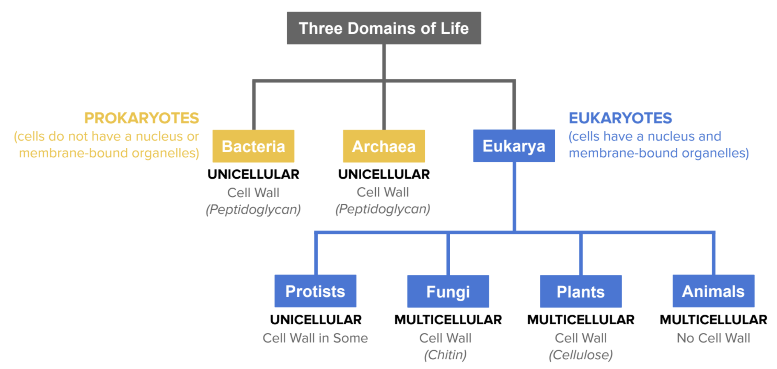 <p>categorize all life on earth into three overarching groups: archaea, bacteria, and</p><p>eukarya.</p>