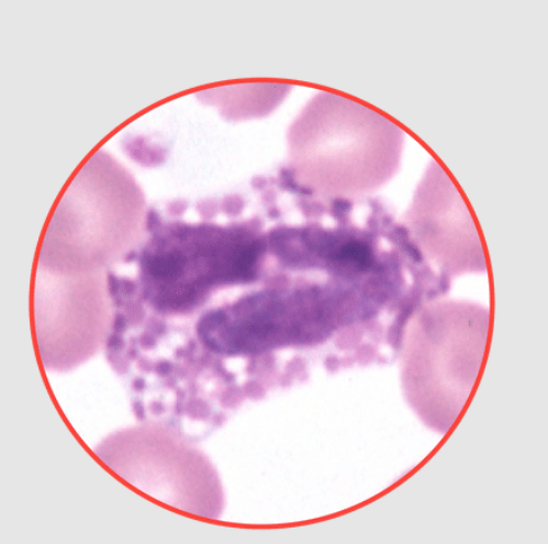 <p>What species does this eosinophil belong to? dog, equine, feline, or bovine?</p>