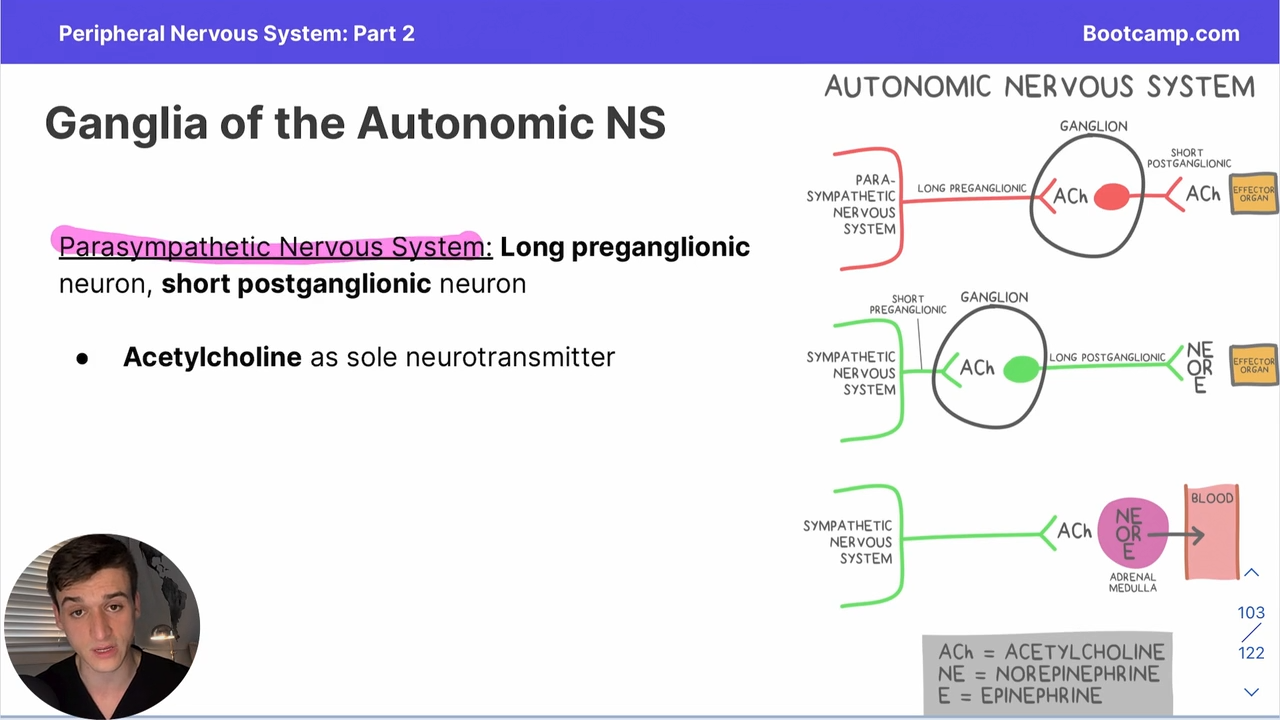 <p>long preganglionic neuron, short postganglionic neurons</p>