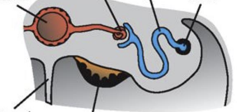 <p>This is a cross section of the developing gonad</p><ol><li><p>big red ball</p></li><li><p>small ball at the end of red</p></li><li><p>thin grey column</p></li><li><p> black thing under the orange</p></li><li><p>blue tube</p></li><li><p>end of the blue tube</p></li></ol><p></p>