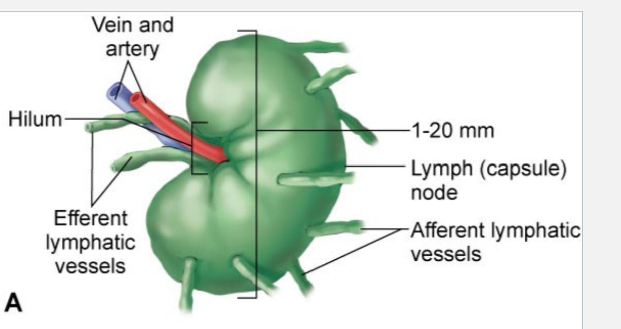 <ul><li><p>Lymph nodes are “beads” or “swellings” along certain lymphatic vessels.</p></li><li><p><span style="color: rgb(18, 235, 35);"><strong>They are FILTERS!</strong></span></p></li><li><p>Most extensive in the breast, neck, axilla, abdomen, thorax, pelvis &amp; groin</p></li><li><p>Found in the  Lymphatic Venules &amp; Veins</p></li></ul><p></p>