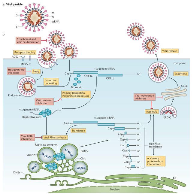 <ul><li><p>Jednoniciowa cząsteczka RNA+</p></li><li><p>ACE2 - enzym błonowy, receptor niezbędny do wniknięcia wirusa do komórek człowieka (błuca, jelita, nerki, serce)</p></li><li><p>lipidowa otoczka</p></li><li><p>Spike glycoprotein (biało S) na powierzchni wirusa</p></li><li><p>Wejście ułatwione przez proteazę białkową TMPRSS2, która tnie białko kolca (S), co powoduje zmianę strukturalną skutkującą fuzją z błoną lipidową</p></li></ul><p></p>